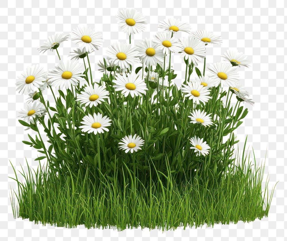 PNG Flowers daisies daisy grass.