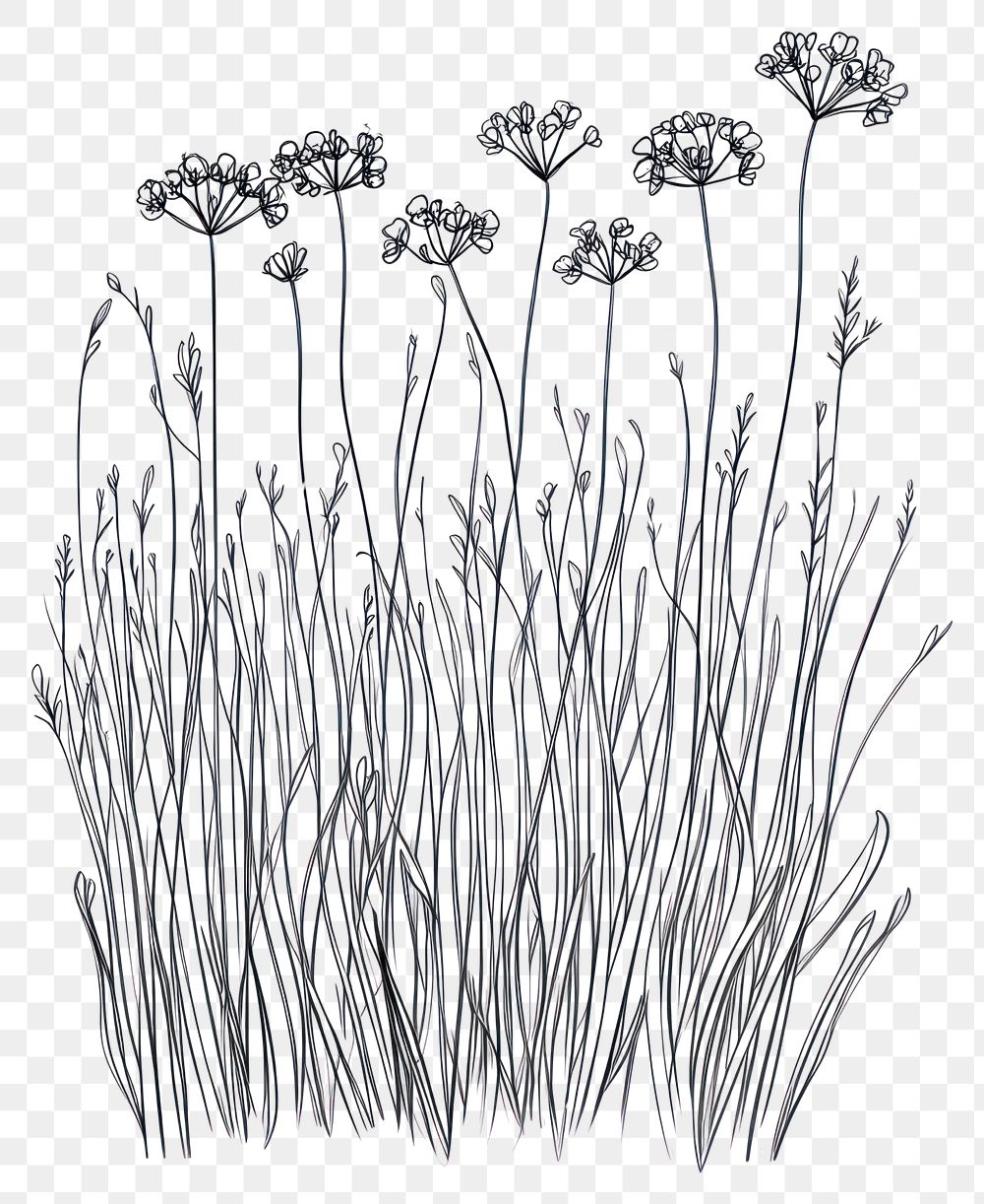 PNG Wild flower Meadow Parsnip drawing sketch design.