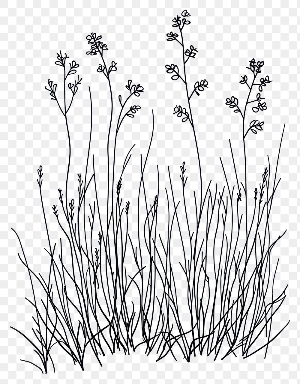 PNG Wild flower Meadow-rue drawing sketch design.