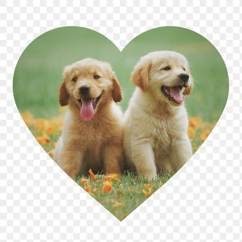 Golden Retriever png puppies badge sticker, pet photo in heart shape, transparent background