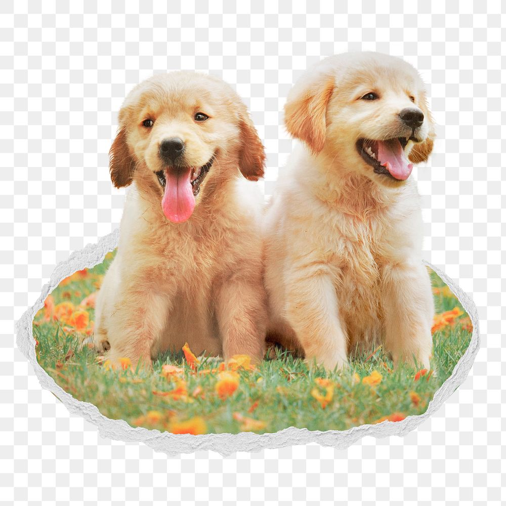 Golden Retriever png puppies sticker,  torn paper badge, transparent background