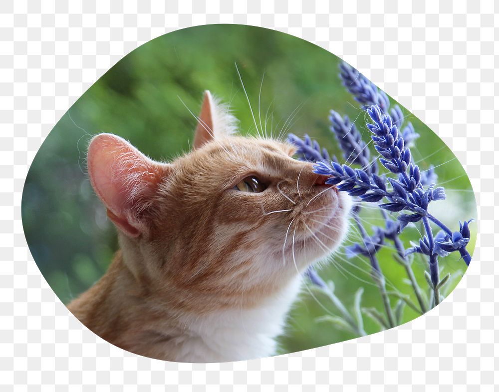 Cat png smelling flower badge sticker, Spring photo in blob shape, transparent background