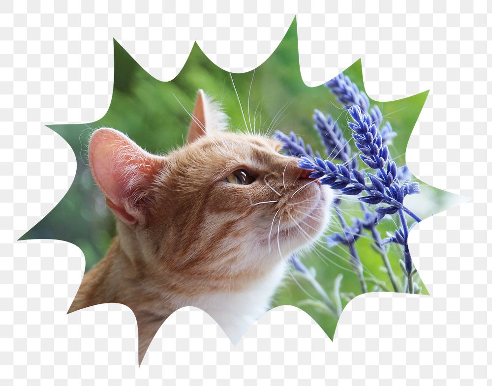 Cat png smelling flower badge sticker, Spring photo in bang  shape, transparent background