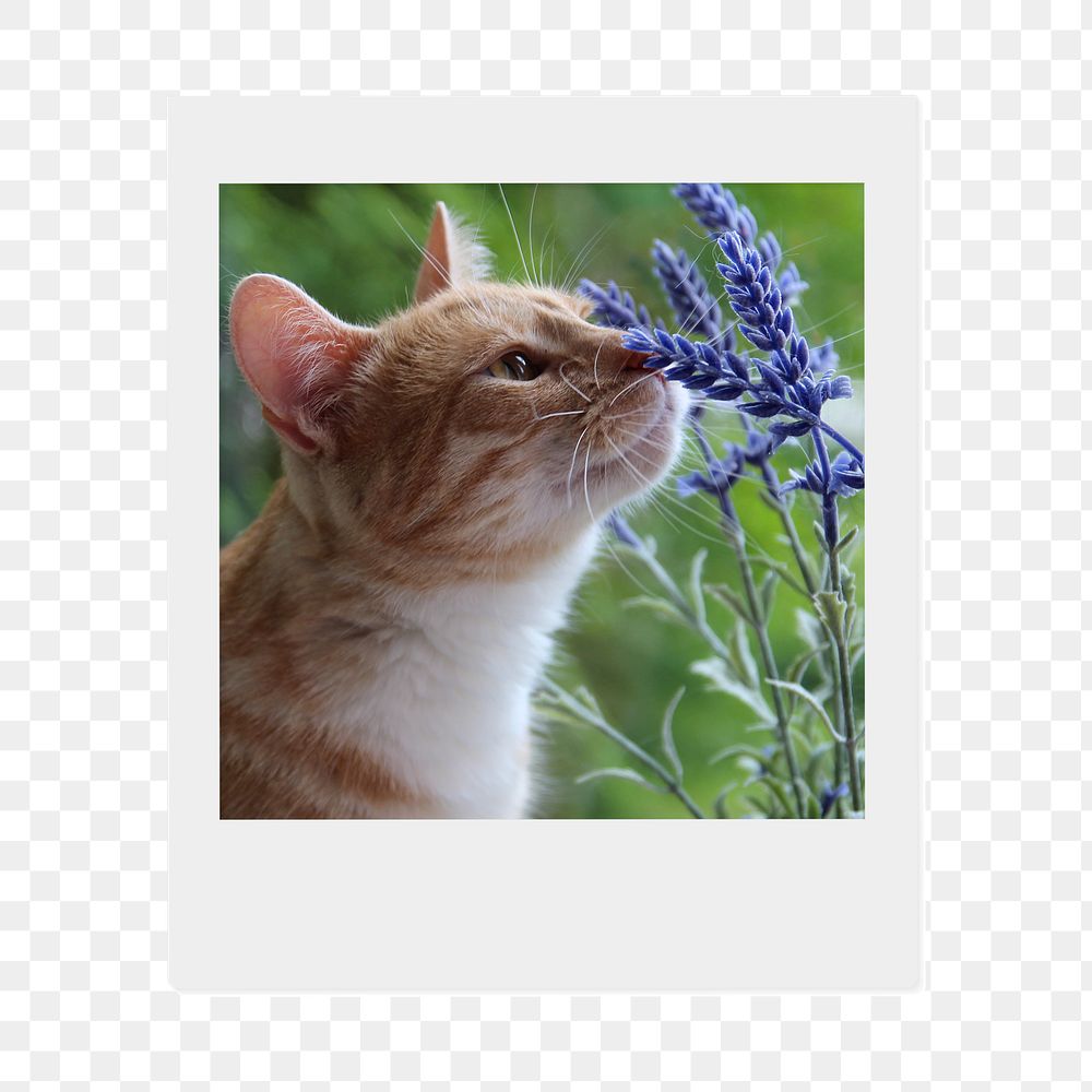 Cat png smelling flower sticker, Spring  instant photo, transparent background