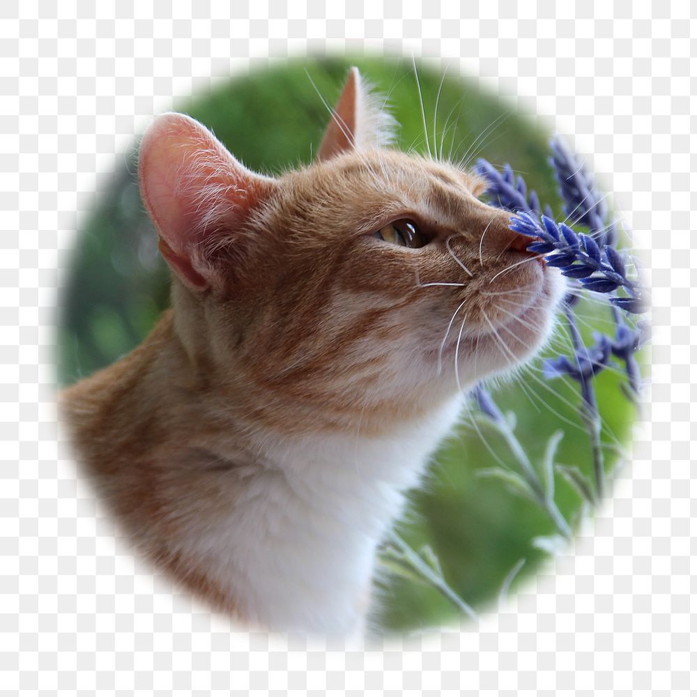 Cat png smelling flower badge sticker, Spring photo in   soft edge circle, transparent background