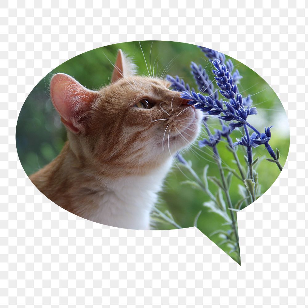 Cat png smelling flower badge sticker, Spring photo in speech bubble, transparent background