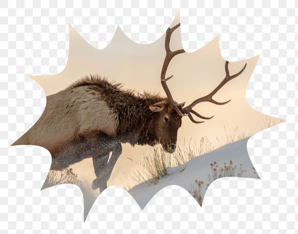Elk png badge sticker, wildlife photo in bang  shape, transparent background