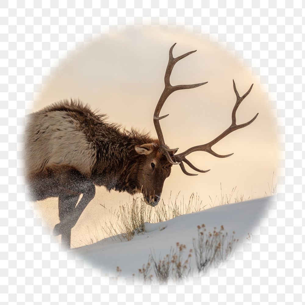Elk png badge sticker, wildlife photo in   soft edge circle, transparent background