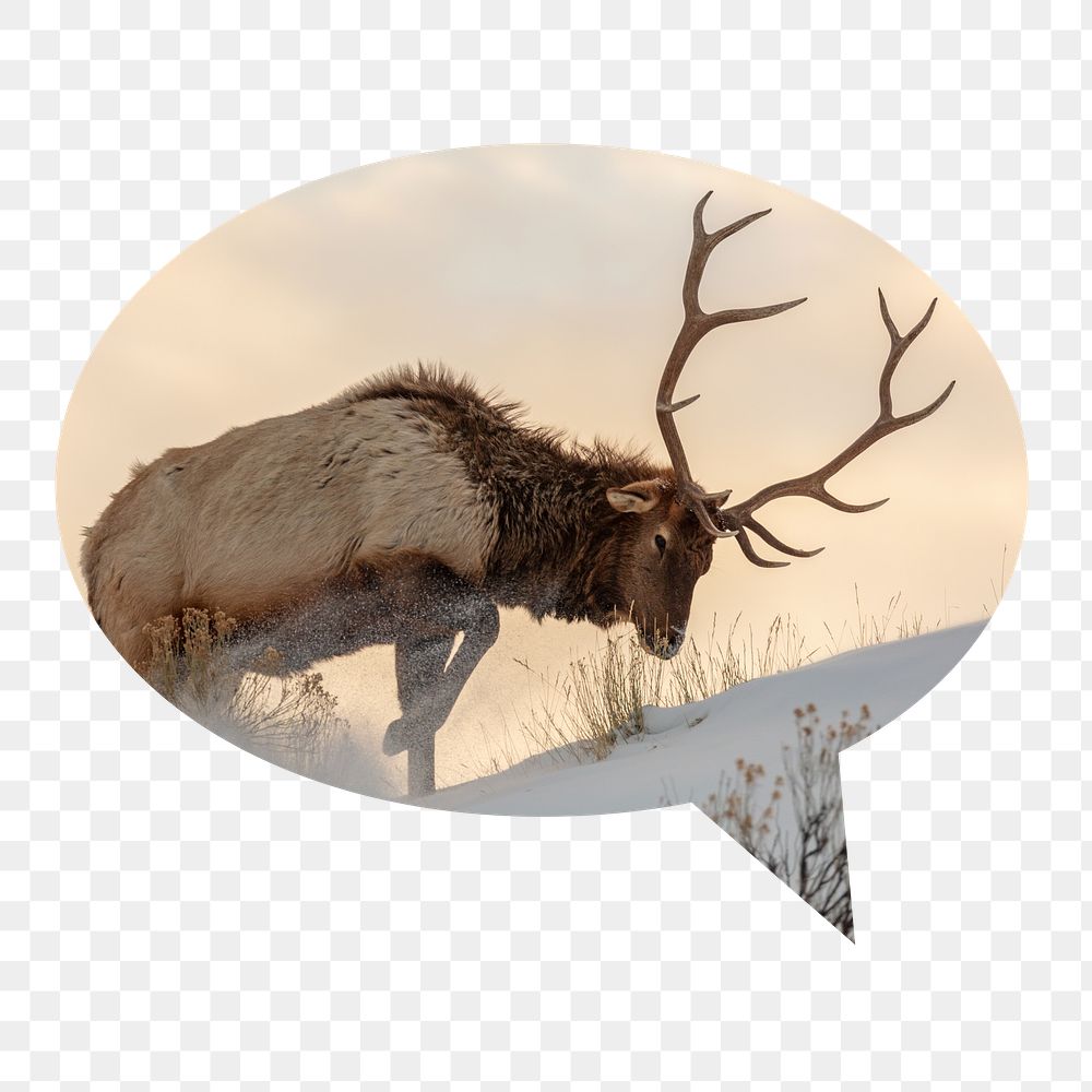 Elk png badge sticker, wildlife photo in speech bubble, transparent background