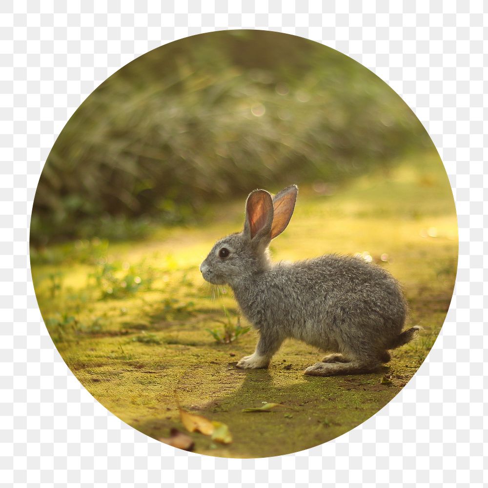 Spring rabbit png badge sticker, animal photo, transparent background