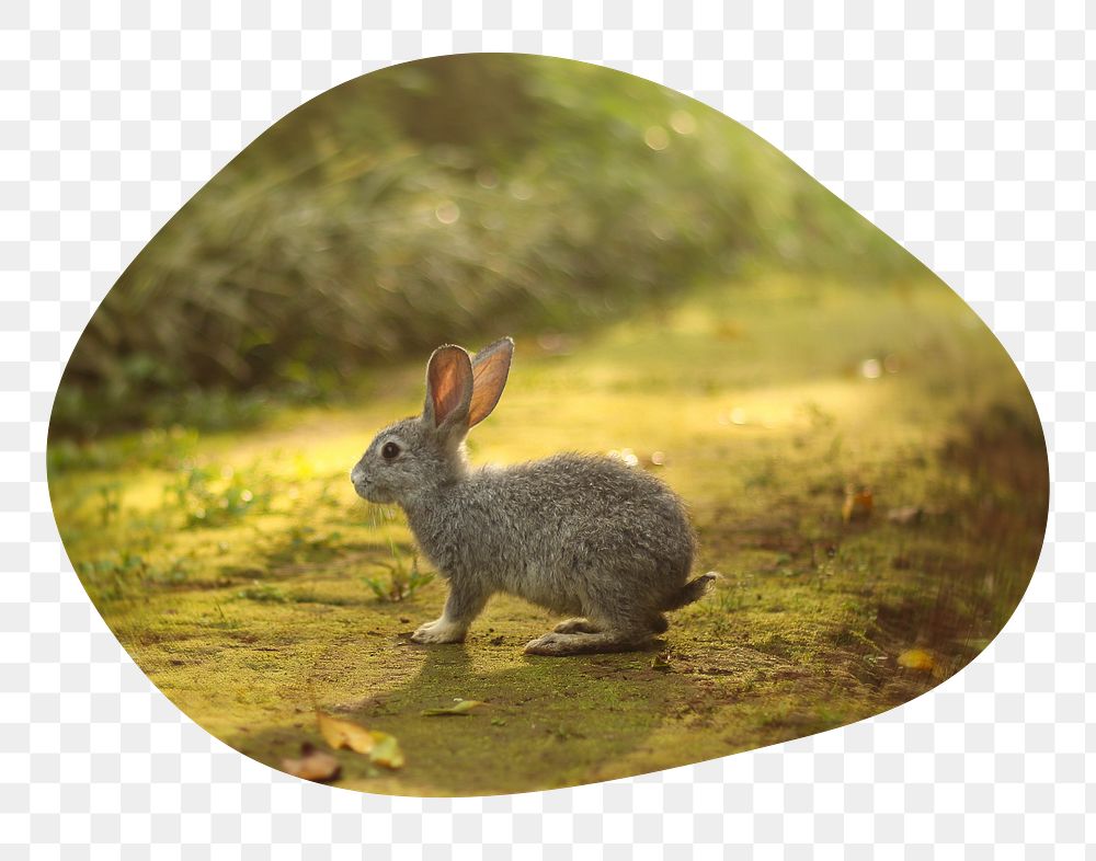 Spring rabbit png badge sticker, animal photo in blob shape, transparent background