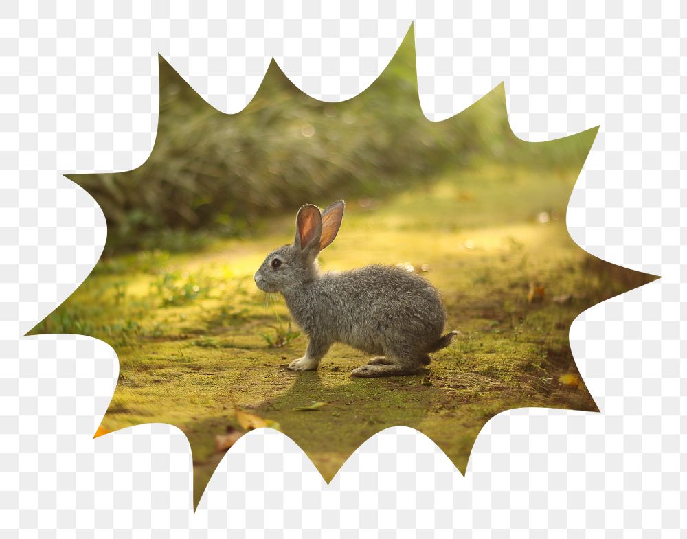 Spring rabbit png badge sticker, animal photo in bang  shape, transparent background