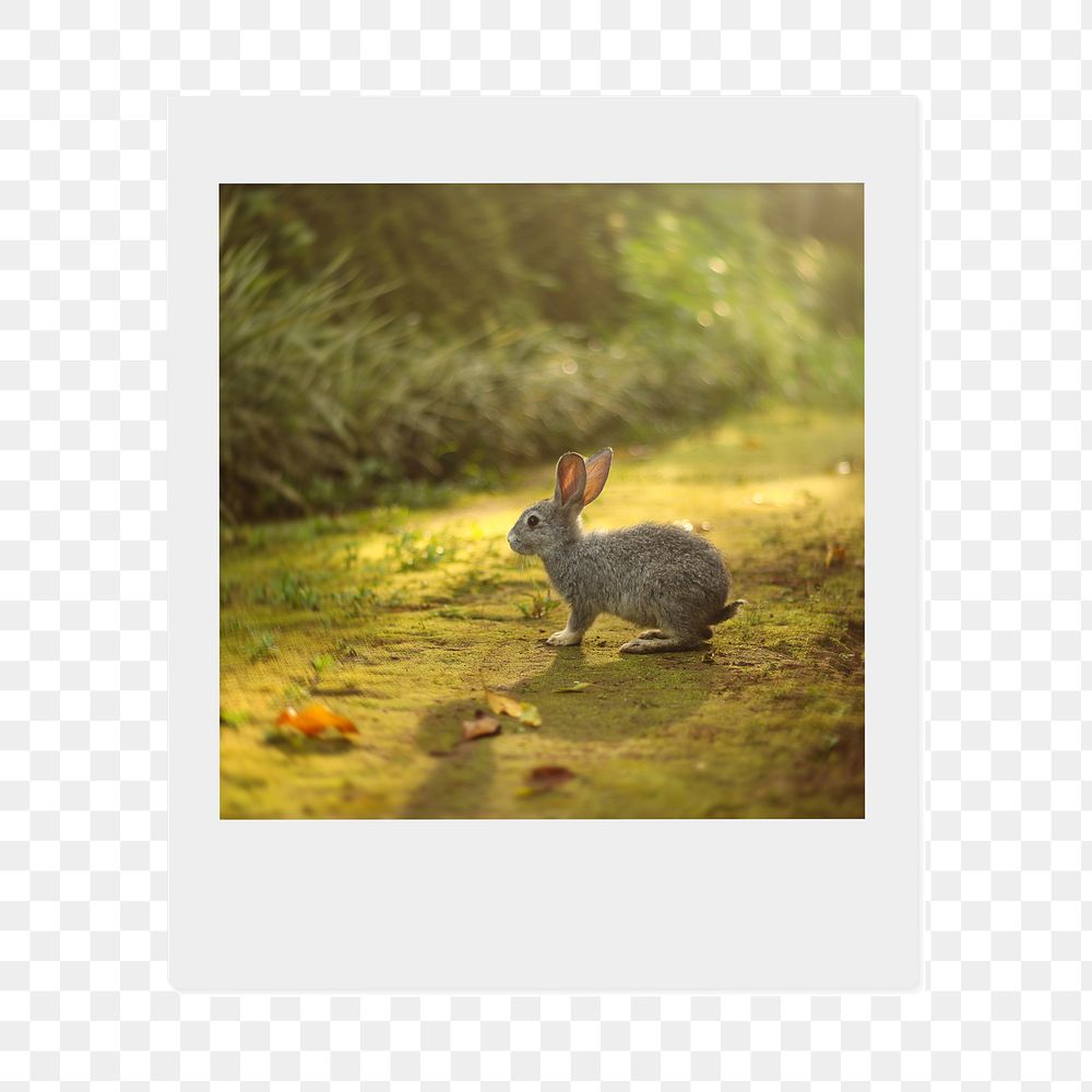 Spring rabbit png sticker, animal  instant photo, transparent background