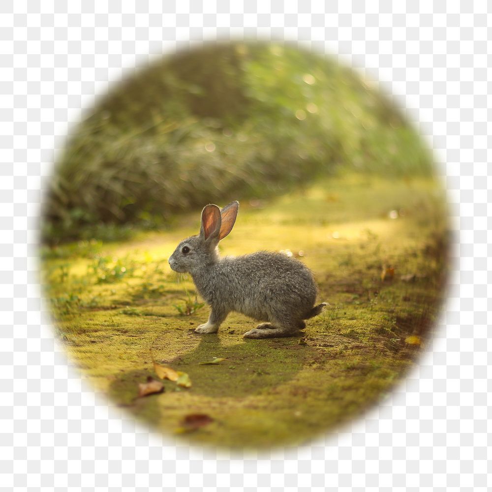 Rabbit png badge sticker, animal photo in   soft edge circle, transparent background