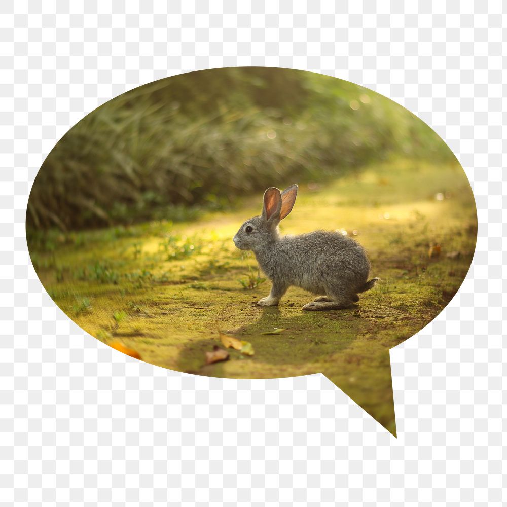 Spring rabbit png badge sticker, animal photo in speech bubble, transparent background