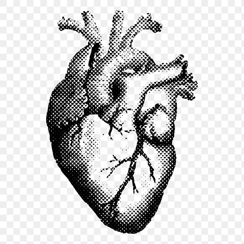 Heart png clip art, vintage medical illustration on transparent background. Free public domain CC0 image.