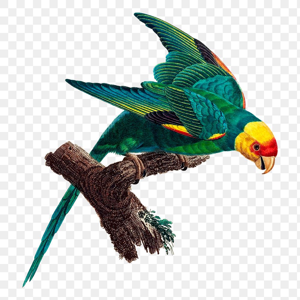 Carolina parakeet png bird sticker, vintage animal illustration on transparent background. Free public domain CC0 image.