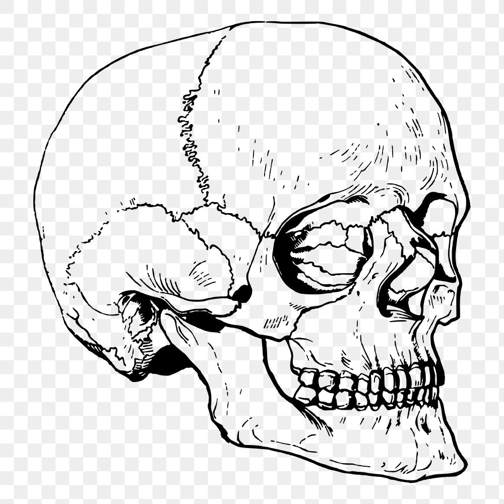 Human skull png sticker, vintage Halloween illustration on transparent background. Free public domain CC0 image.