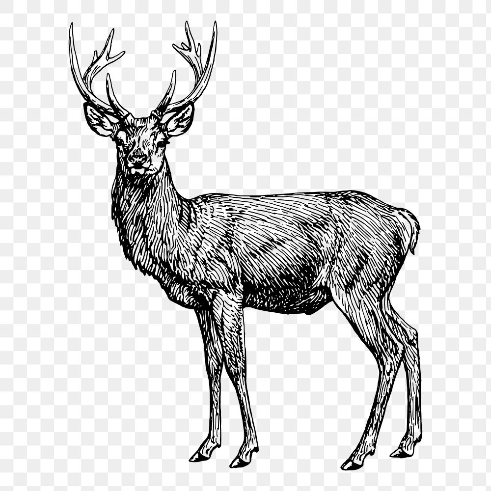 Deer Head Set Images Drawing Hand Vintage Style Deer Big Stock Vector by  ©Rant_Goi 310379782