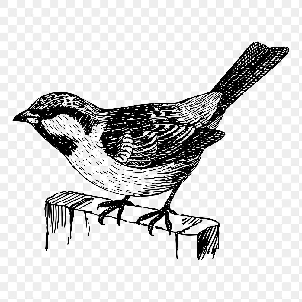 House sparrow png bird sticker, vintage animal illustration on transparent background. Free public domain CC0 image.