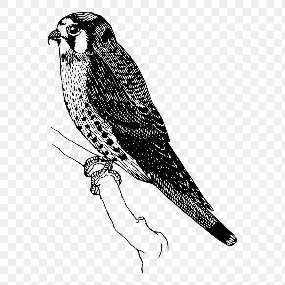 Sparrow hawk png bird sticker, vintage animal illustration on transparent background. Free public domain CC0 image.