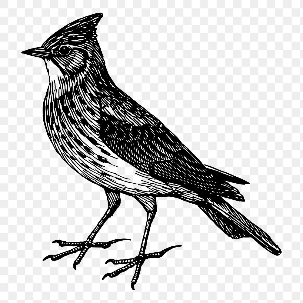Skylark bird png sticker, vintage animal illustration on transparent background. Free public domain CC0 image.