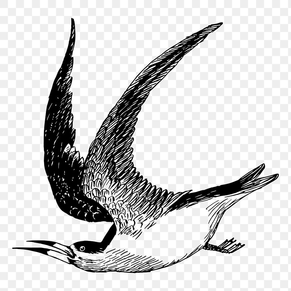 Skimmer bird png sticker, vintage animal illustration on transparent background. Free public domain CC0 image.