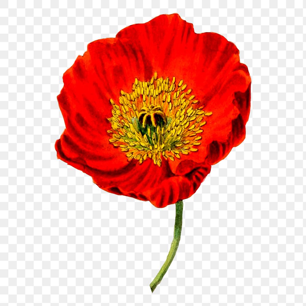 Red poppy png flower sticker, vintage botanical illustration on transparent background. Free public domain CC0 image.