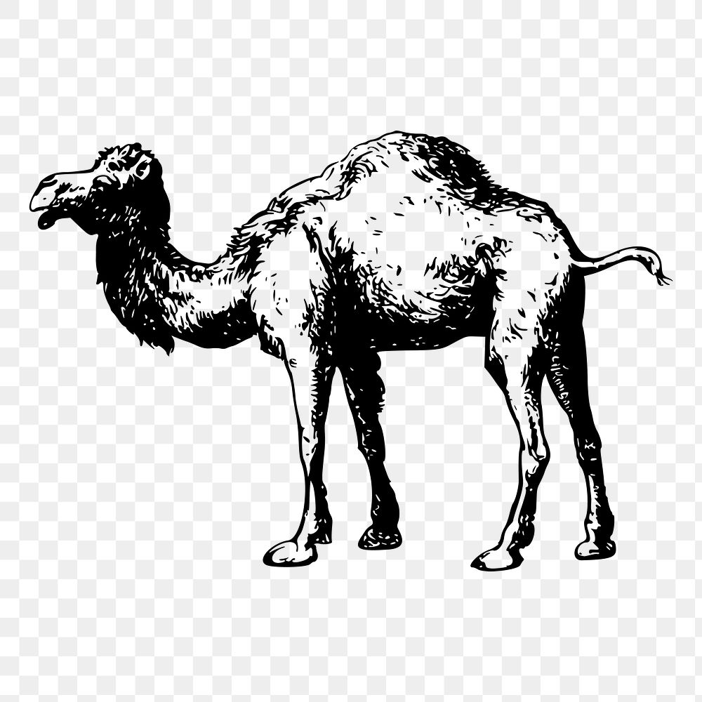 Camel png sticker, vintage animal illustration on transparent background. Free public domain CC0 image.