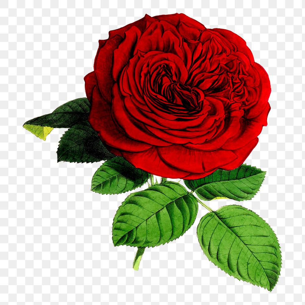 Red rose png flower sticker, vintage botanical illustration on transparent background. Free public domain CC0 image.