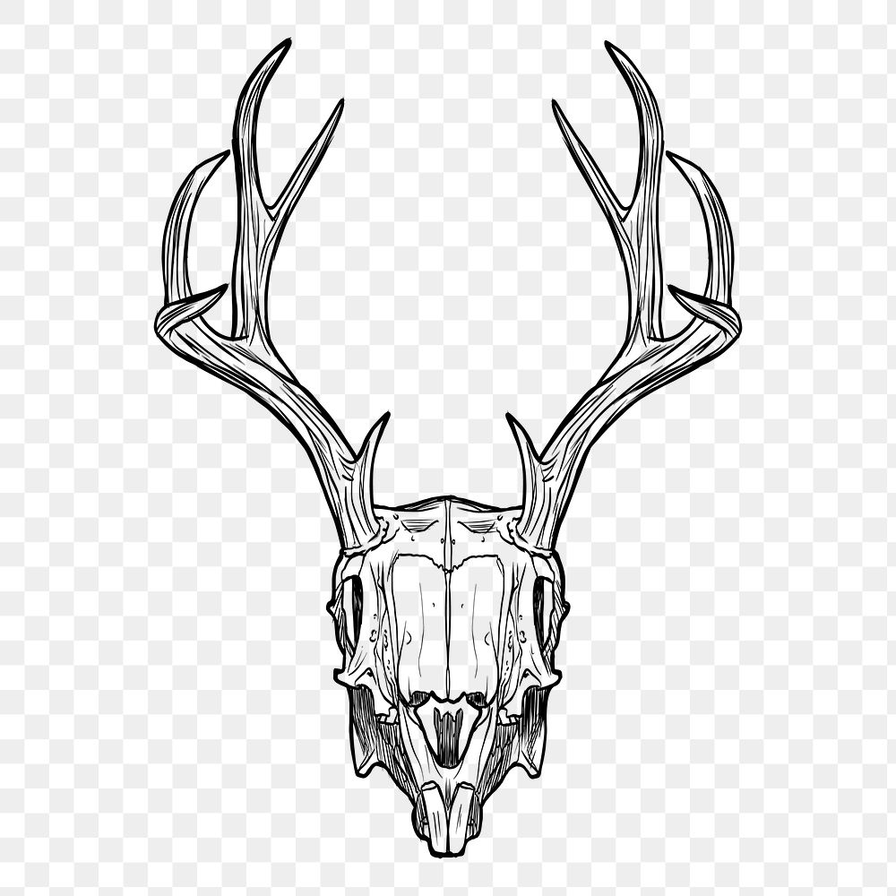 Deer skull png sticker, vintage illustration on transparent background. Free public domain CC0 image.