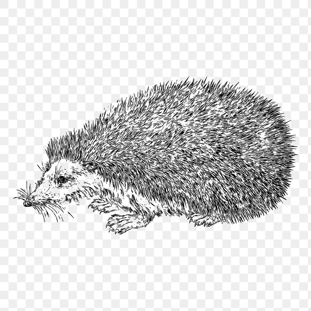 Hedgehog png sticker, vintage animal illustration on transparent background. Free public domain CC0 image.