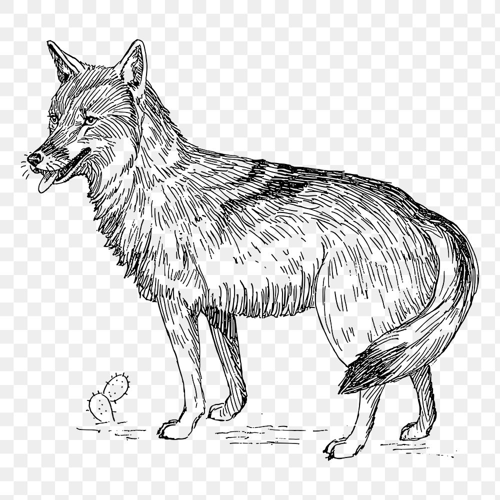 Coyote png sticker, vintage animal illustration on transparent background. Free public domain CC0 image.