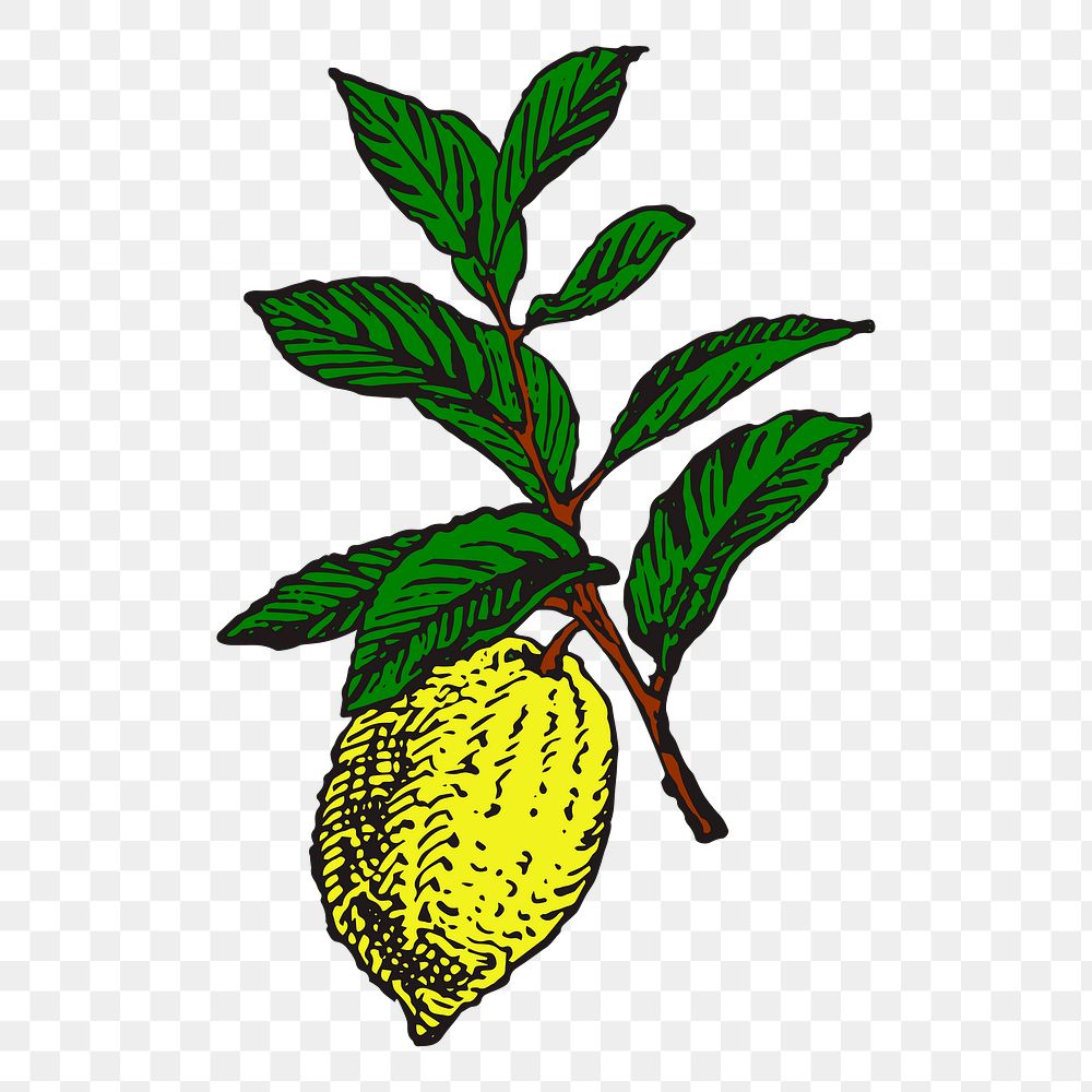 Lemon png sticker, vintage fruit illustration on transparent background. Free public domain CC0 image.
