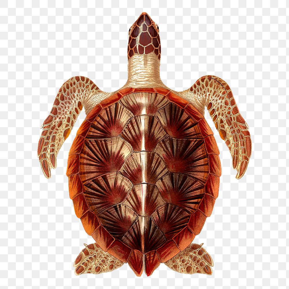 Sea turtle png sticker, vintage sea animal illustration on transparent background. Free public domain CC0 image.