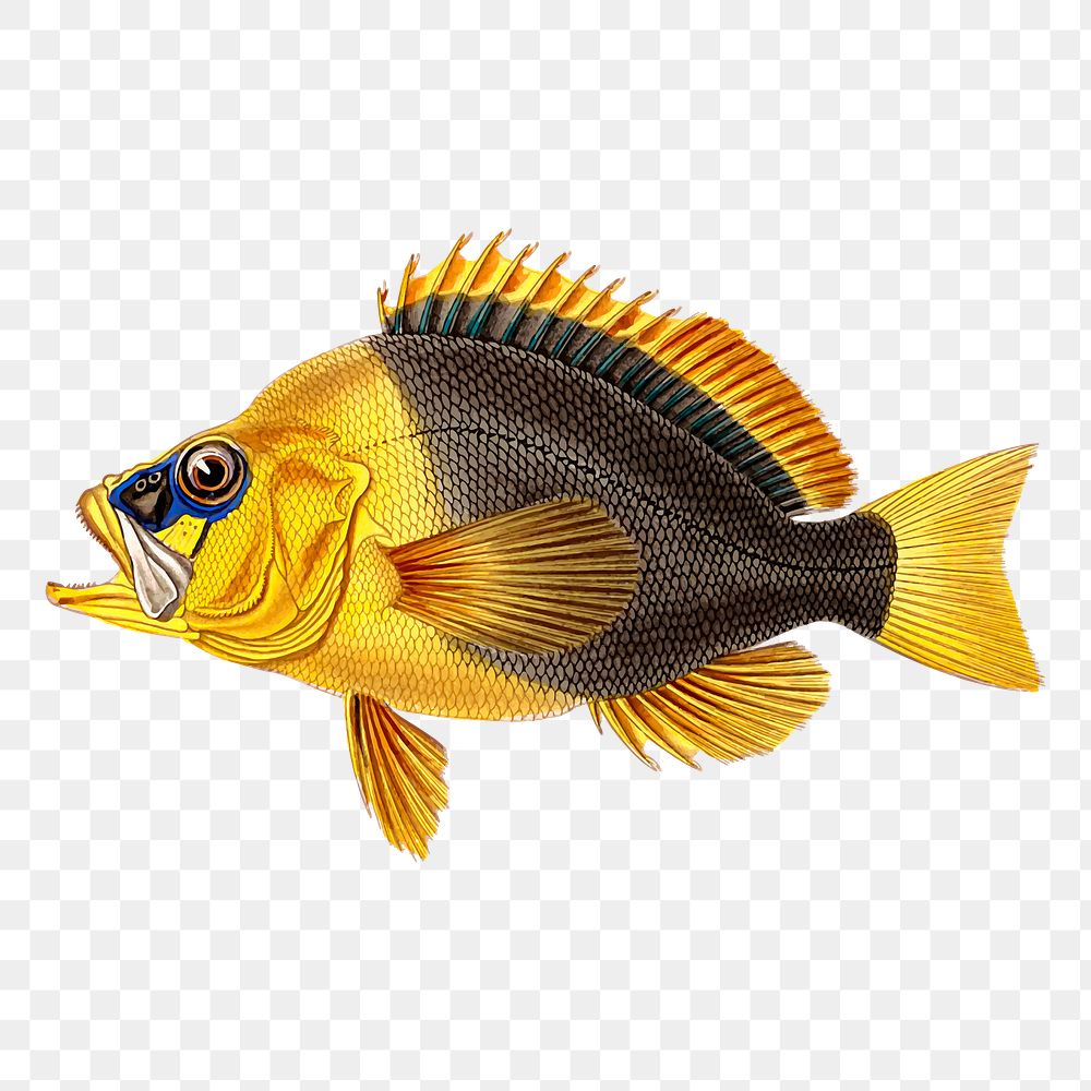 Yellow fish png sticker, vintage sea animal illustration on transparent background. Free public domain CC0 image.
