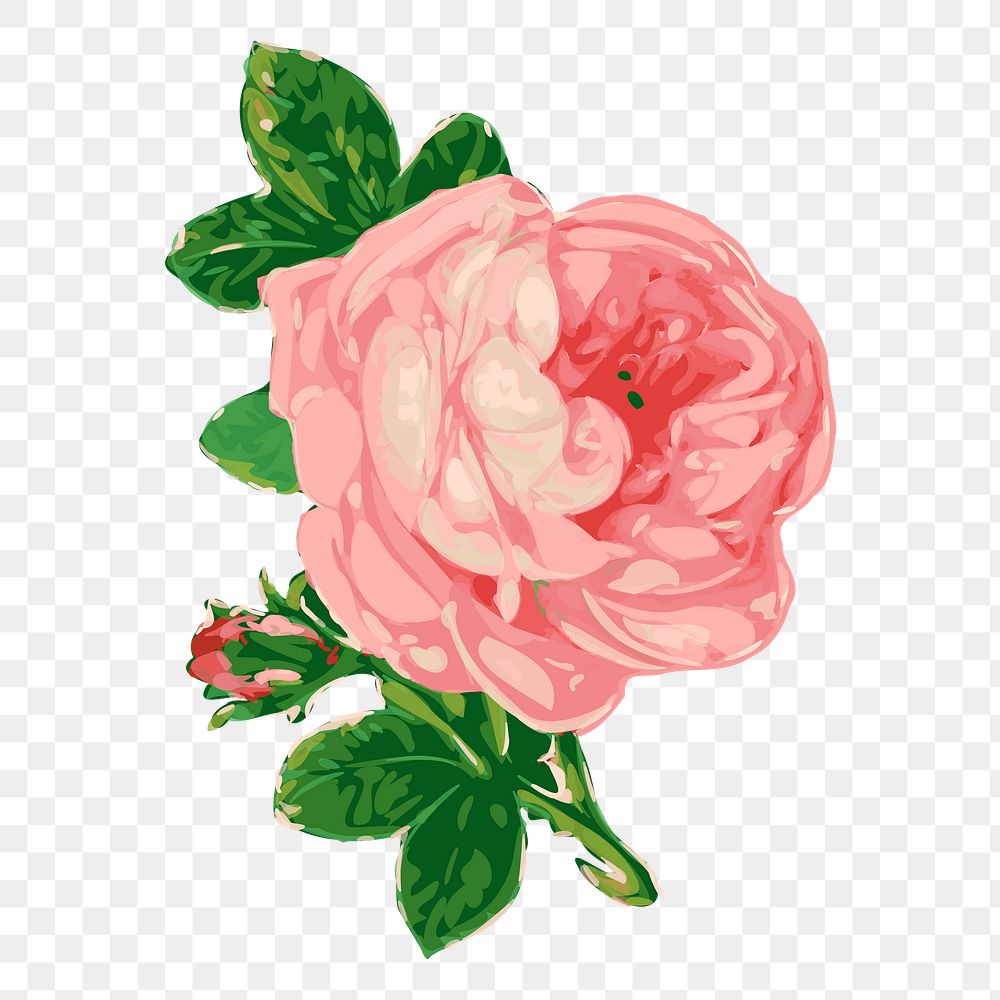 Pink rose png flower sticker, vintage botanical illustration on transparent background. Free public domain CC0 image.