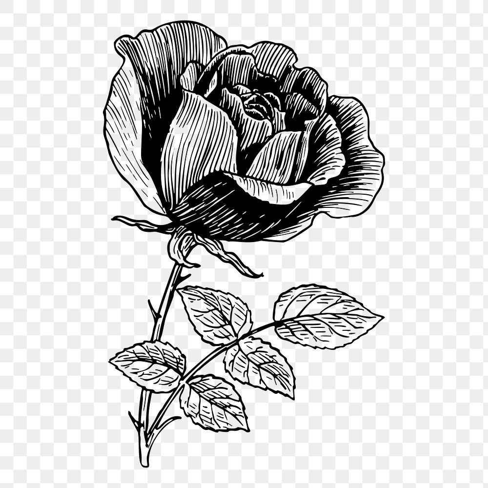 Rose flower png sticker, vintage botanical illustration on transparent background. Free public domain CC0 image.