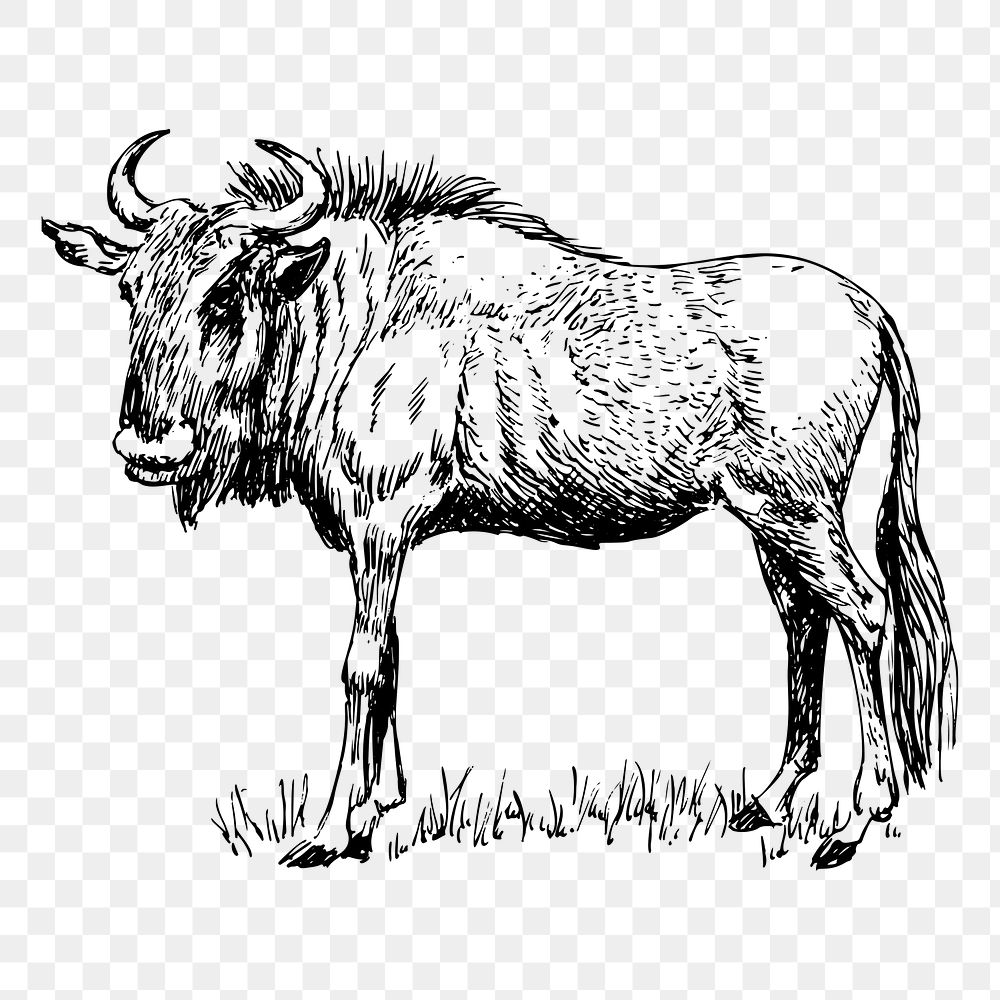 Wildebeest gnu png sticker, vintage animal illustration on transparent background. Free public domain CC0 image.