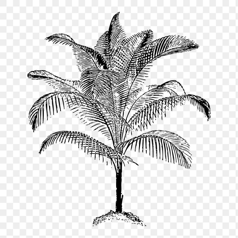 Palm png tree sticker, botanical vintage illustration on transparent background. Free public domain CC0 image.