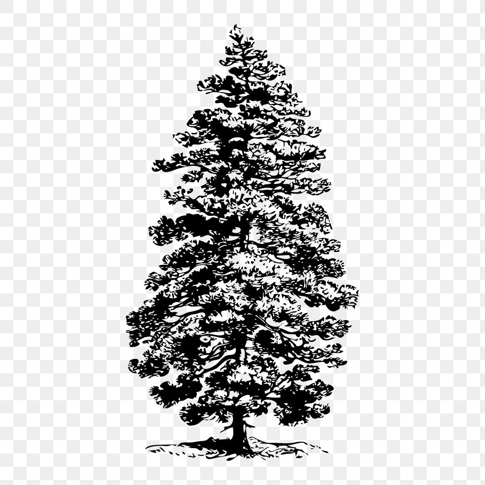 Pine tree png sticker, botanical | Free PNG - rawpixel