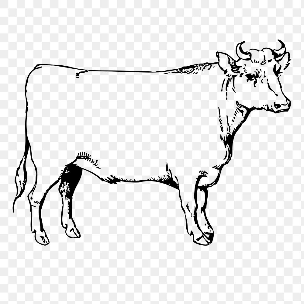 Cow, bull png sticker, farm animal vintage illustration on transparent background. Free public domain CC0 image.