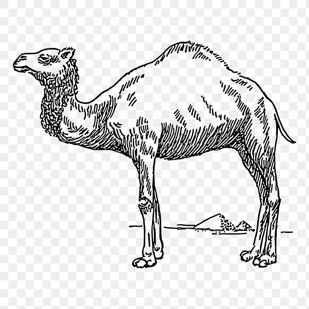 Camel png sticker, animal vintage illustration on transparent background. Free public domain CC0 image.