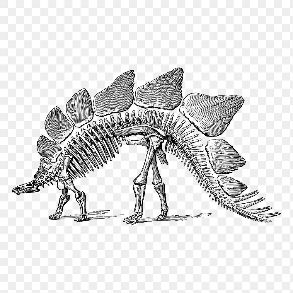 Dinosaur fossil png sticker, extinct animal vintage illustration on transparent background. Free public domain CC0 image.
