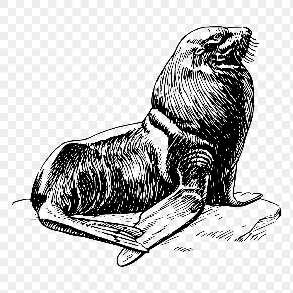 Seal png sticker, sea life vintage illustration on transparent background. Free public domain CC0 image.