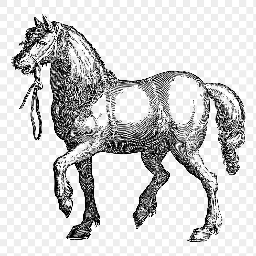 Horse png sticker, animal vintage illustration on transparent background. Free public domain CC0 image.