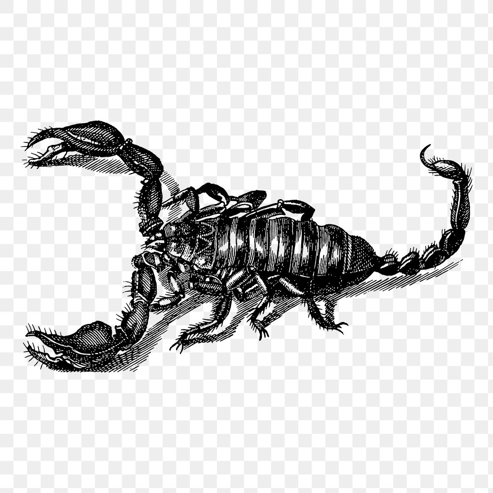 Scorpion png sticker, animal vintage illustration on transparent background. Free public domain CC0 image.