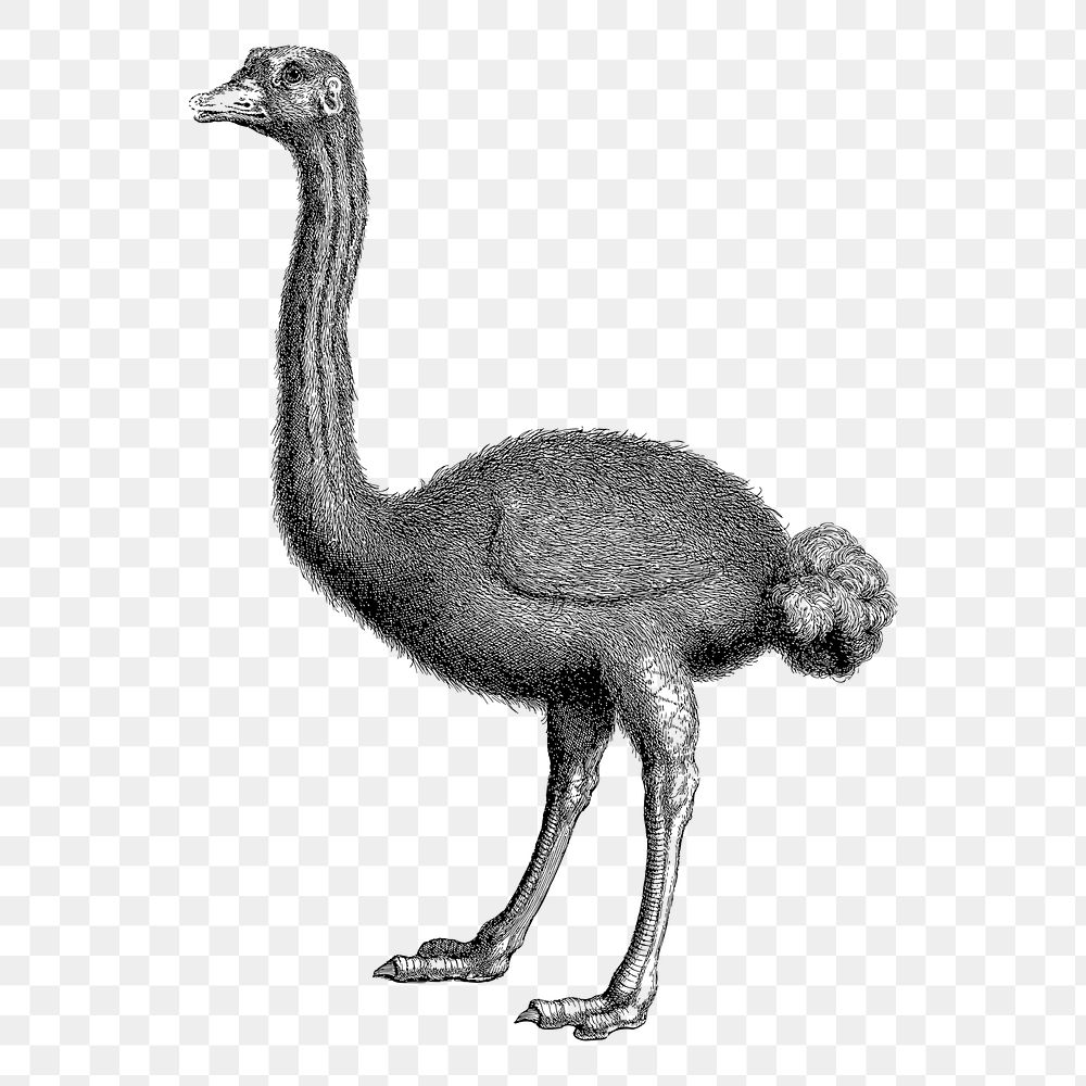 Ostrich png sticker, animal vintage illustration on transparent background. Free public domain CC0 image.