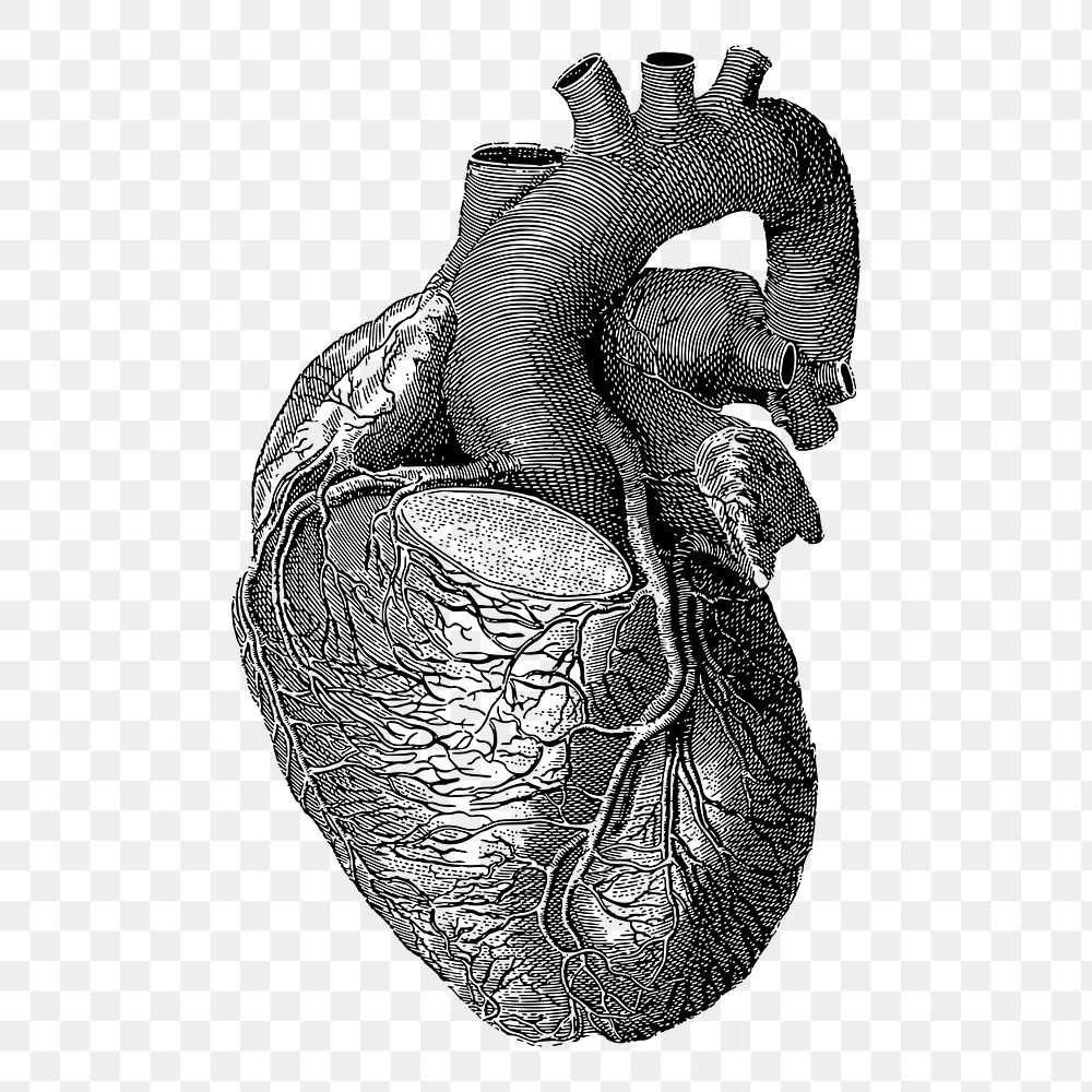 Realistic heart png sticker, medical vintage illustration on transparent background. Free public domain CC0 image.