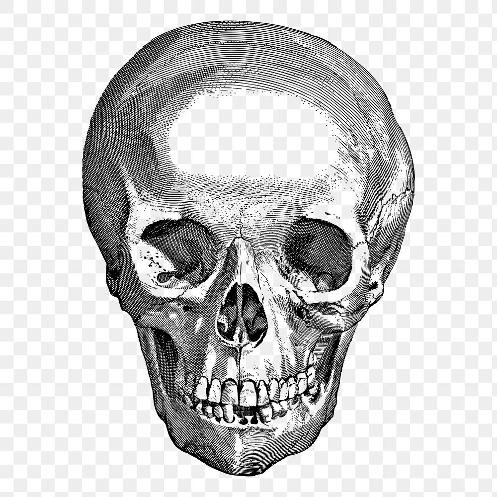 Human skull png sticker, medical vintage illustration on transparent background. Free public domain CC0 image.